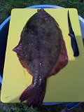 6 lb 1 oz flounder  taken on a zobo rig in boston harbor by steven lebert-06 13 1077-72-6